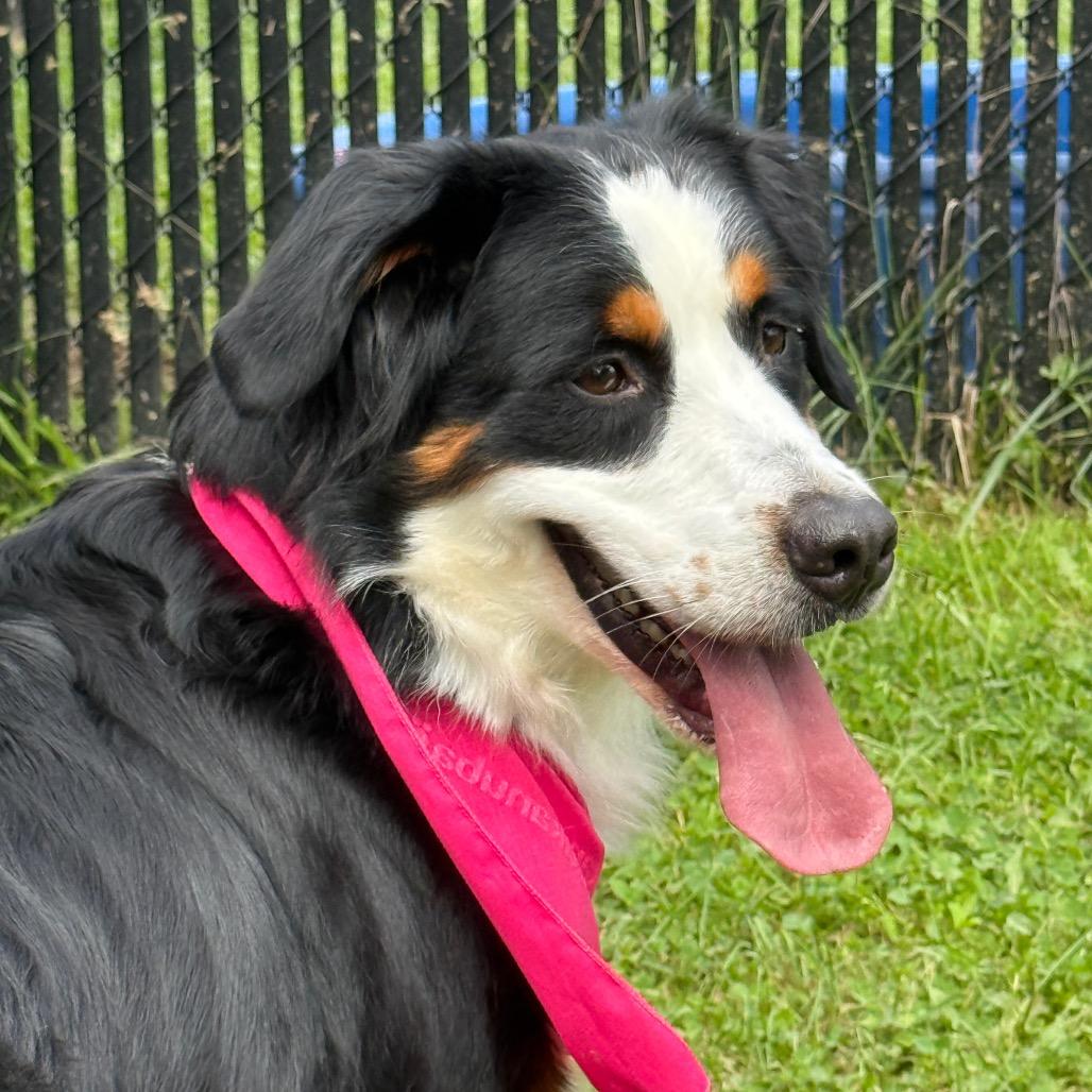 Enlarge Delilah, a Adoptable Bernese Mountain Dog in Perkiomenville, PA image 6/6