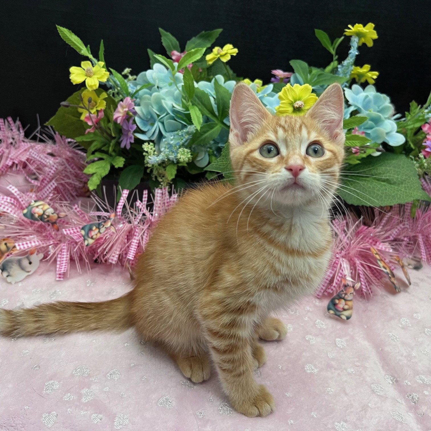 Elvio, a Adoptable mixed breed in Fayetteville, GA image 1/3