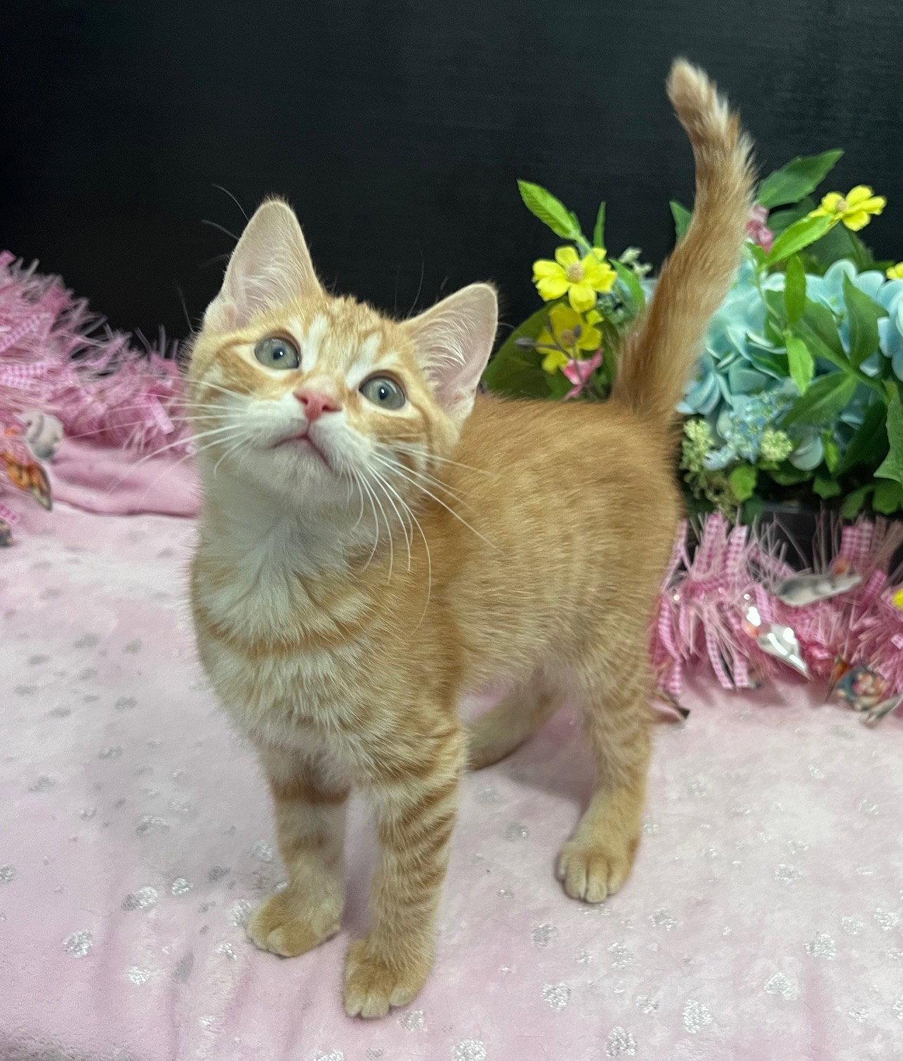 Elvio, a Adoptable mixed breed in Fayetteville, GA image 2/3