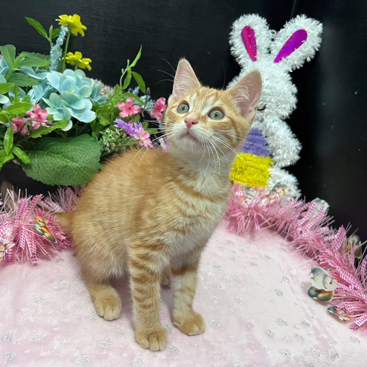 Elvio, a Adoptable mixed breed in Fayetteville, GA image 3/3