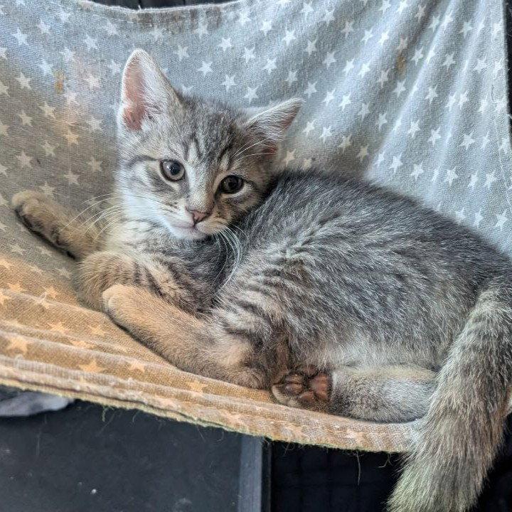 Maverick, a Adoptable American Shorthair in Pikesville, MD image 2/3