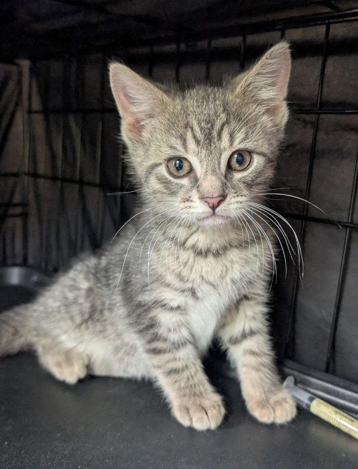 Maverick, a Adoptable American Shorthair in Pikesville, MD image 3/3