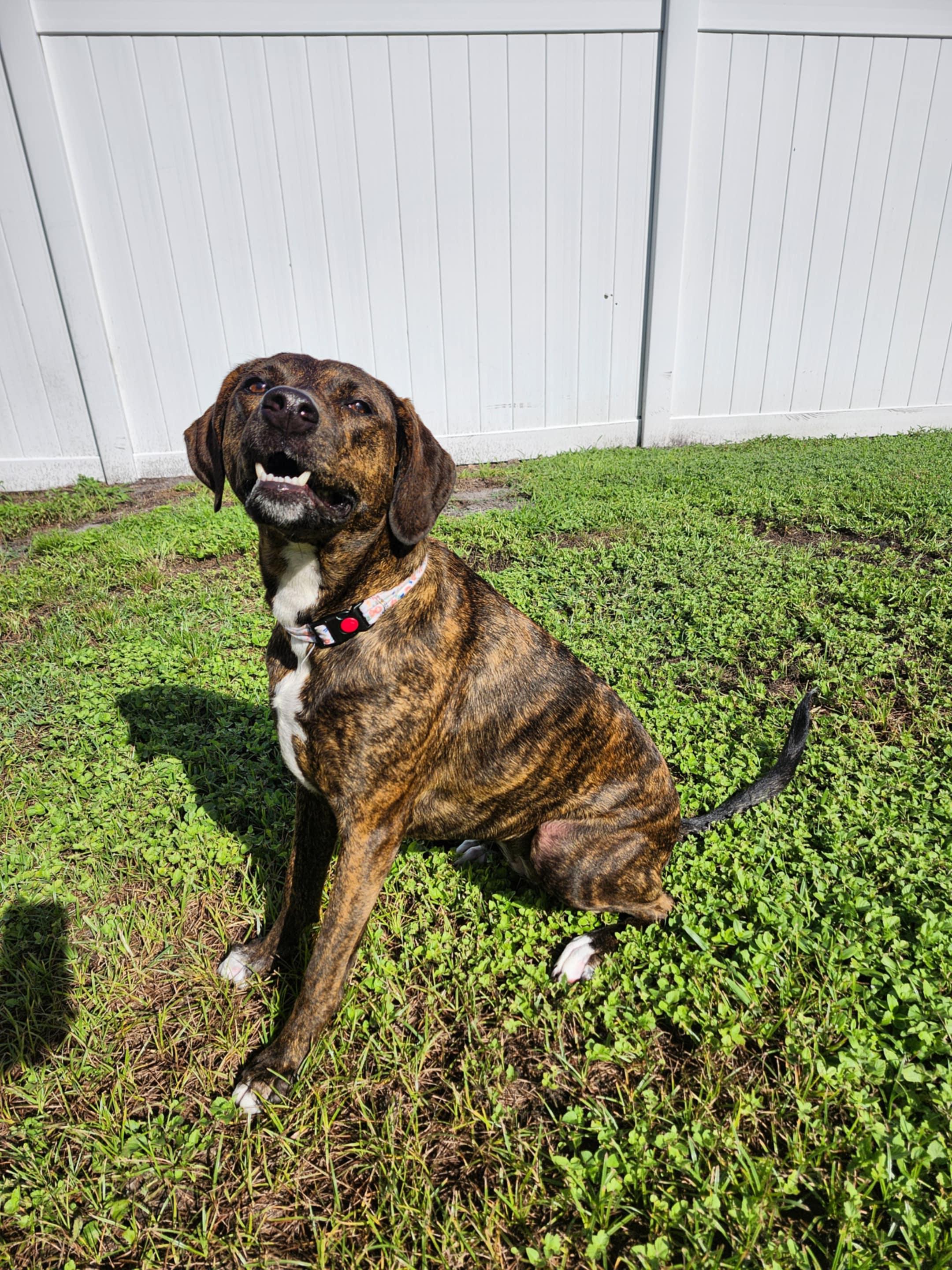 MAGGIE-JJ (LAKELAND FLORIDA), Adoptable, Young Female Catahoula Leopard Dog.