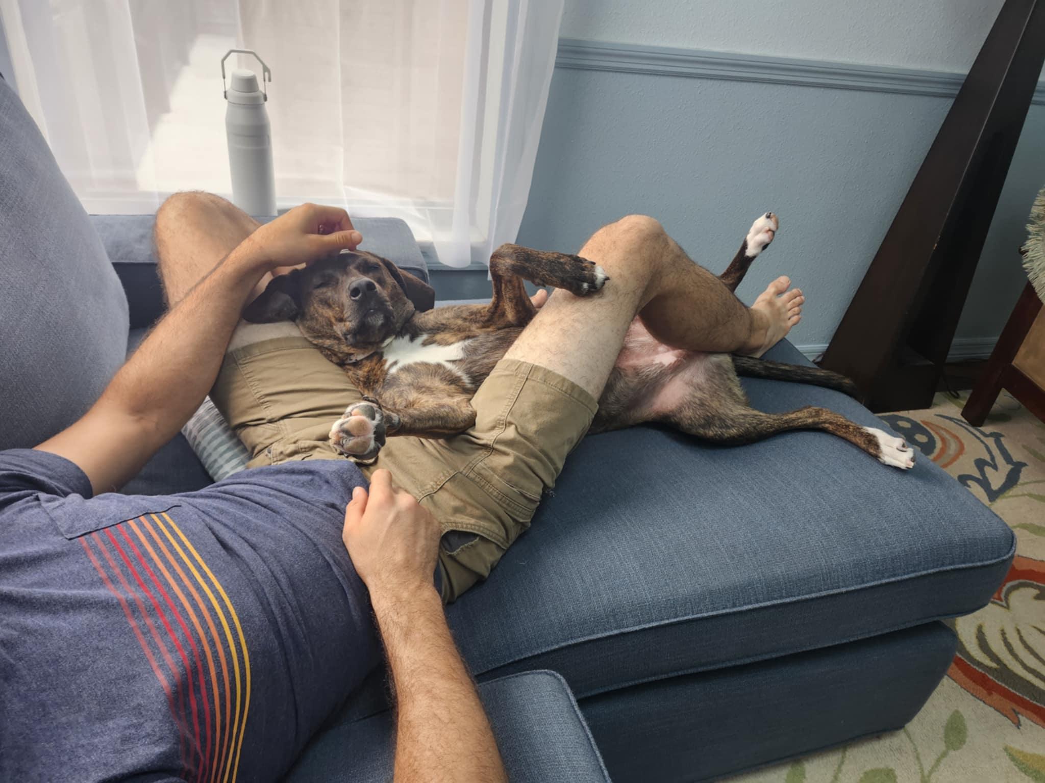 MAGGIE-JJ (LAKELAND FLORIDA), a Adoptable Catahoula Leopard Dog in LAKELAND, FL image 2/5