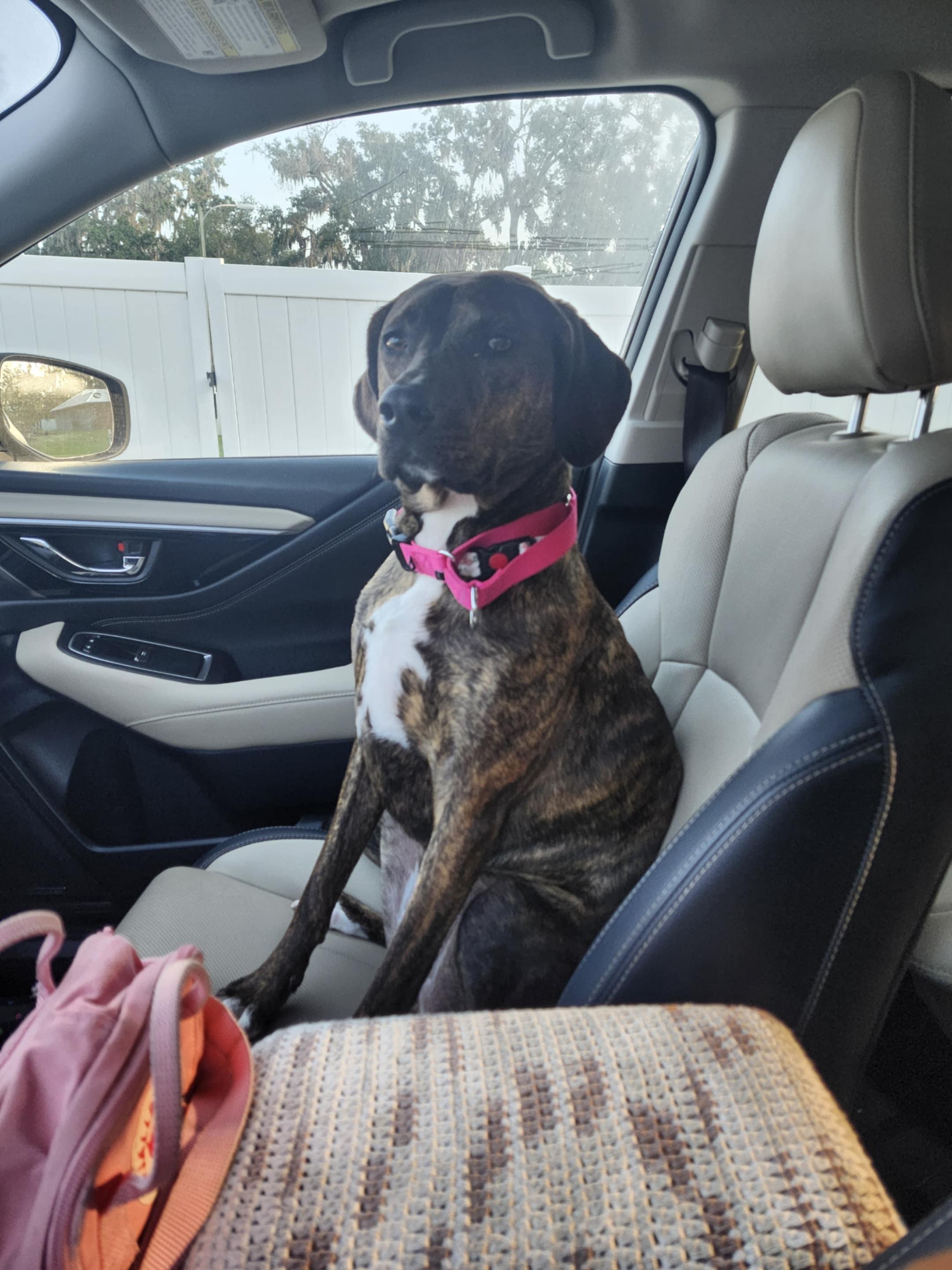 MAGGIE-JJ (LAKELAND FLORIDA), Adoptable, Young Female Catahoula Leopard Dog.