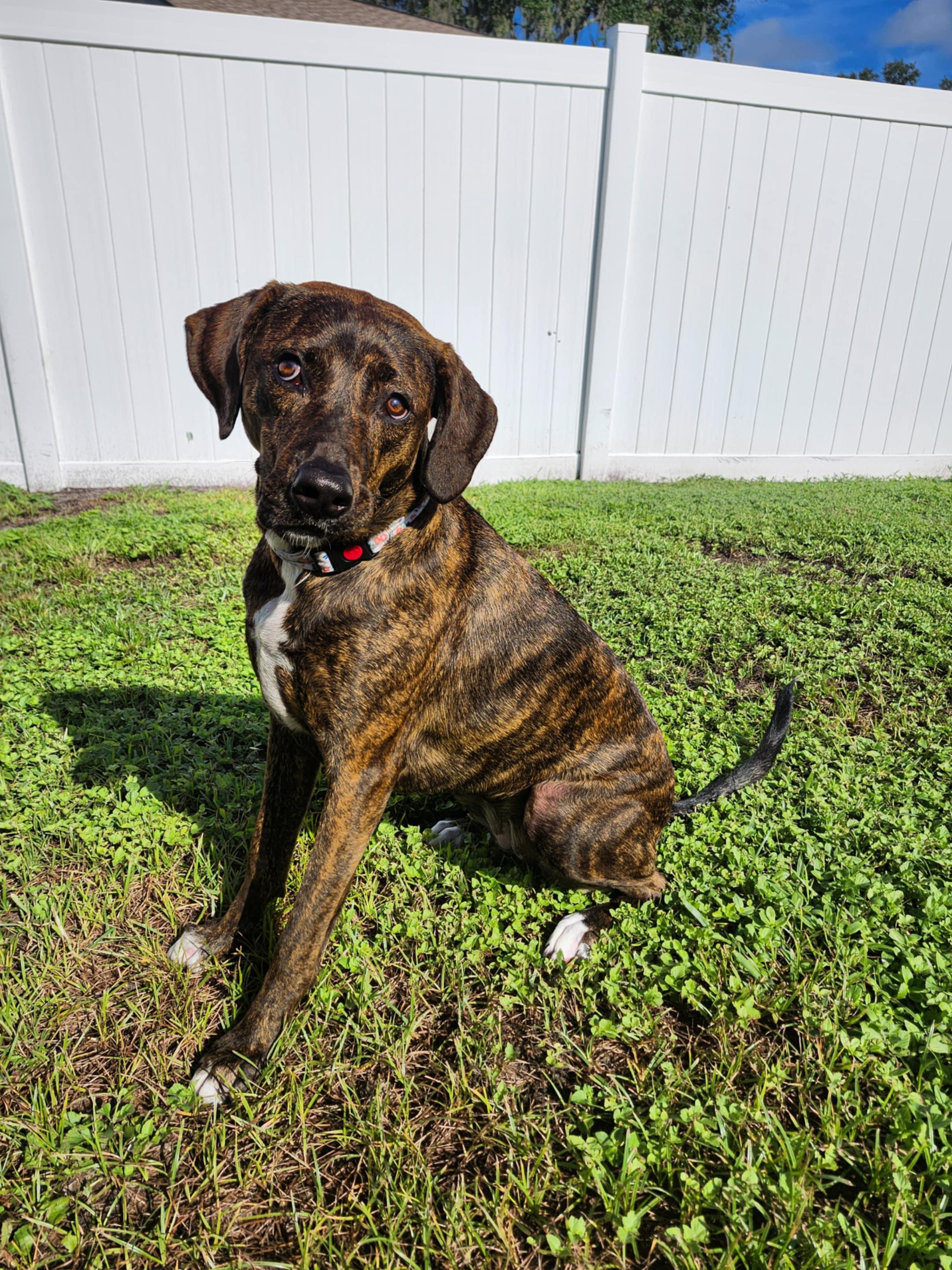 MAGGIE-JJ (LAKELAND FLORIDA), a Adoptable Catahoula Leopard Dog in LAKELAND, FL image 4/5