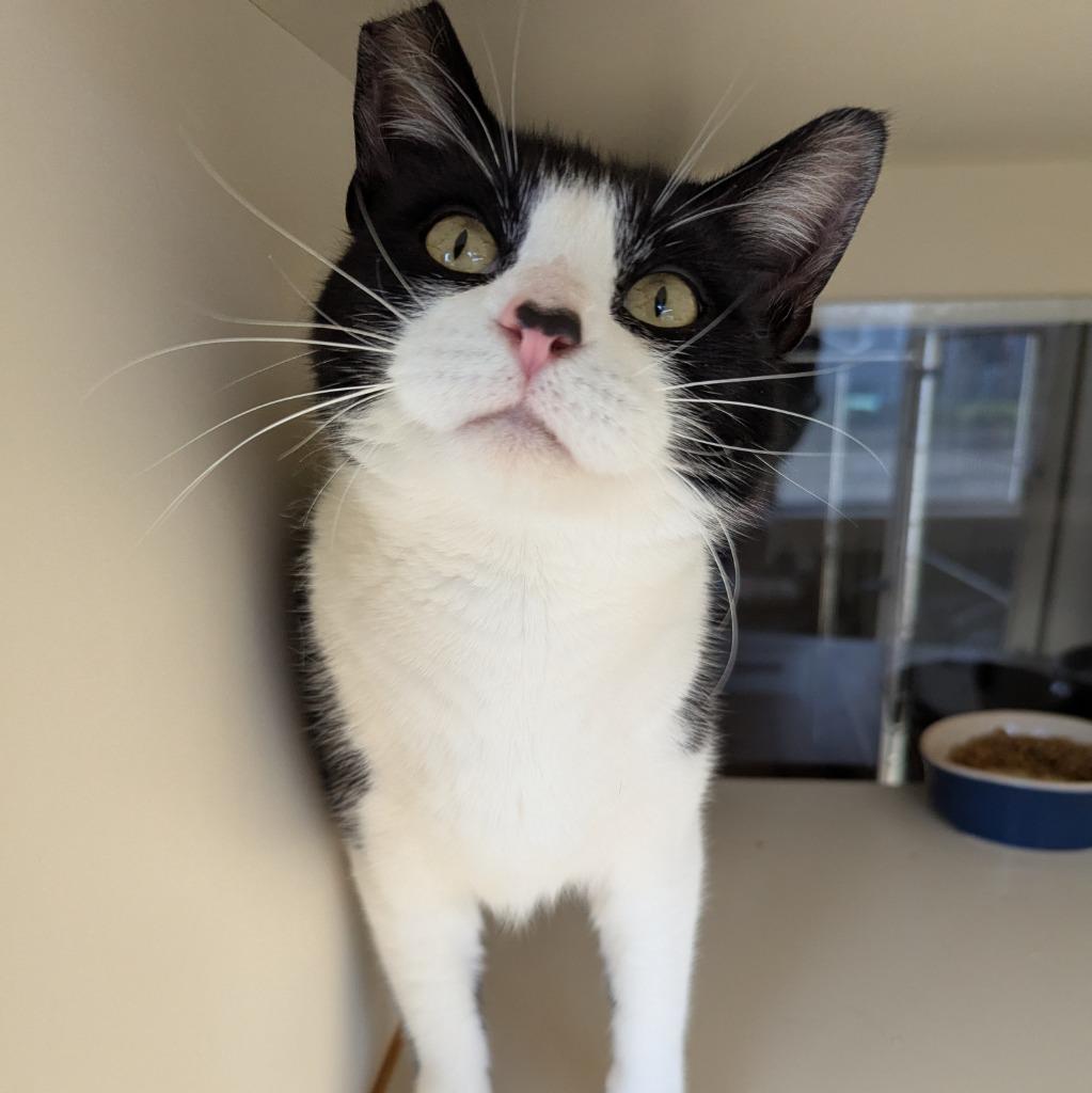 Enlarge Clover, a Adoptable mixed breed in Aberdeen, WA image 1/4