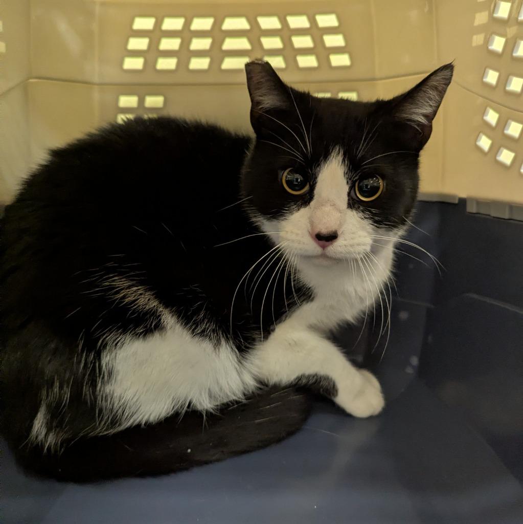 Enlarge Clover, a Adoptable mixed breed in Aberdeen, WA image 2/4