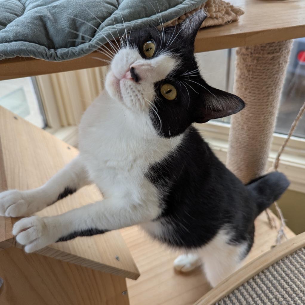 Enlarge Clover, a Adoptable mixed breed in Aberdeen, WA image 3/4