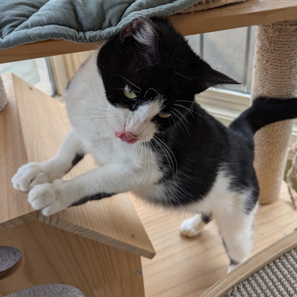 Enlarge Clover, a Adoptable mixed breed in Aberdeen, WA image 4/4