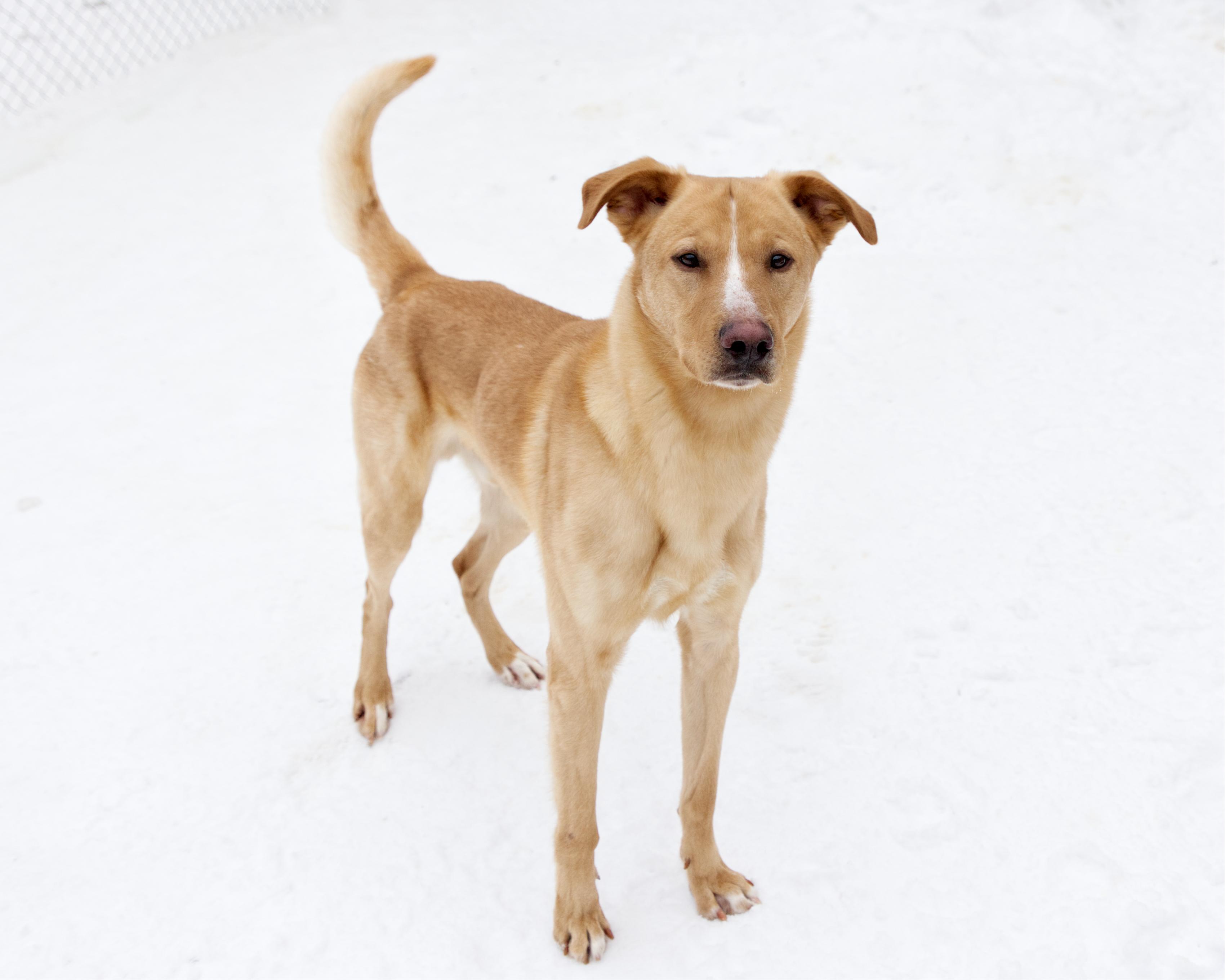Enlarge Hayden, an adopted mixed breed in Winnipeg, MB image 2/3