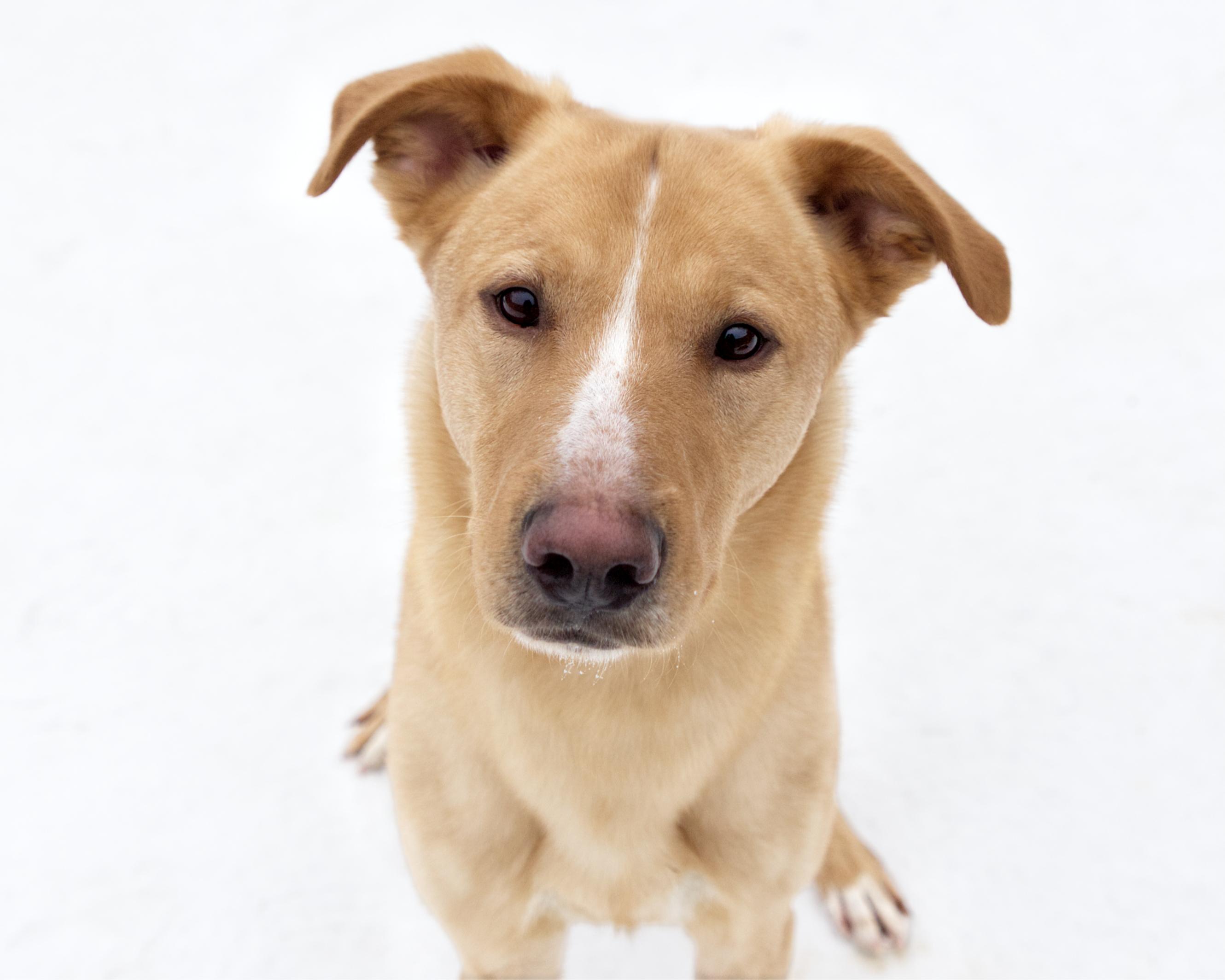Enlarge Hayden, an adopted mixed breed in Winnipeg, MB image 1/3