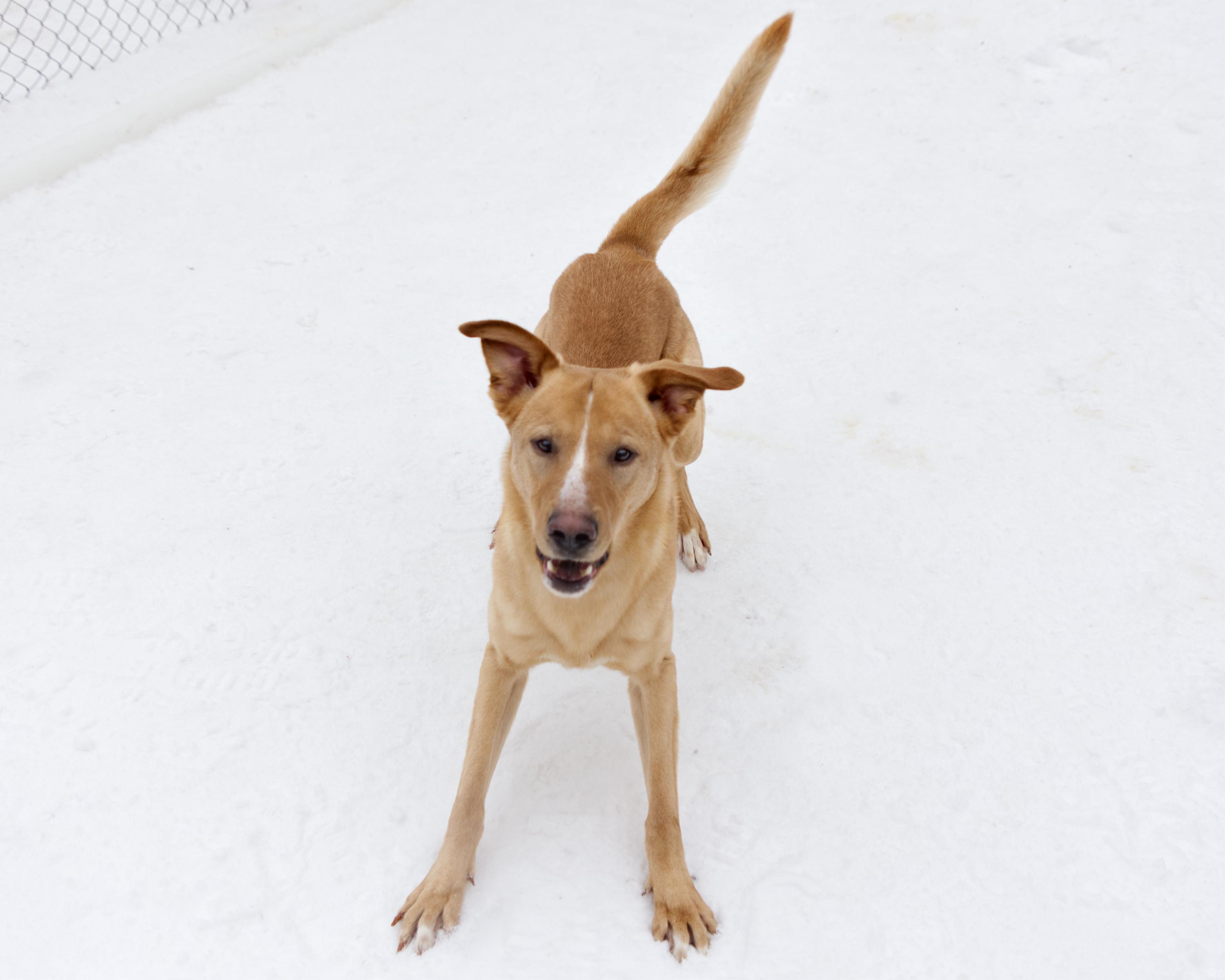 Enlarge Hayden, an adopted mixed breed in Winnipeg, MB image 3/3