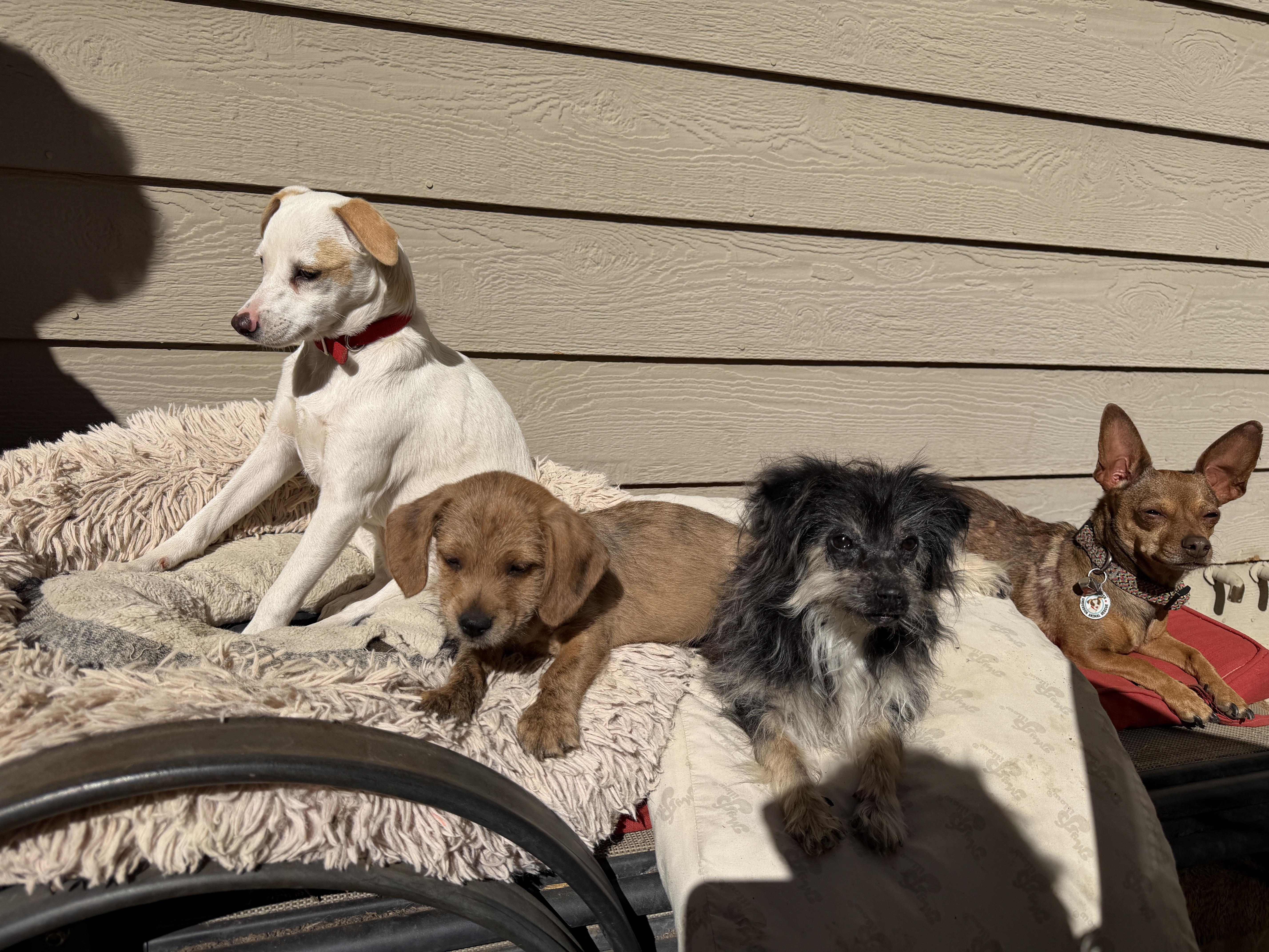 Enlarge Red, a Adoptable mixed breed in clayton , CA image 4/4
