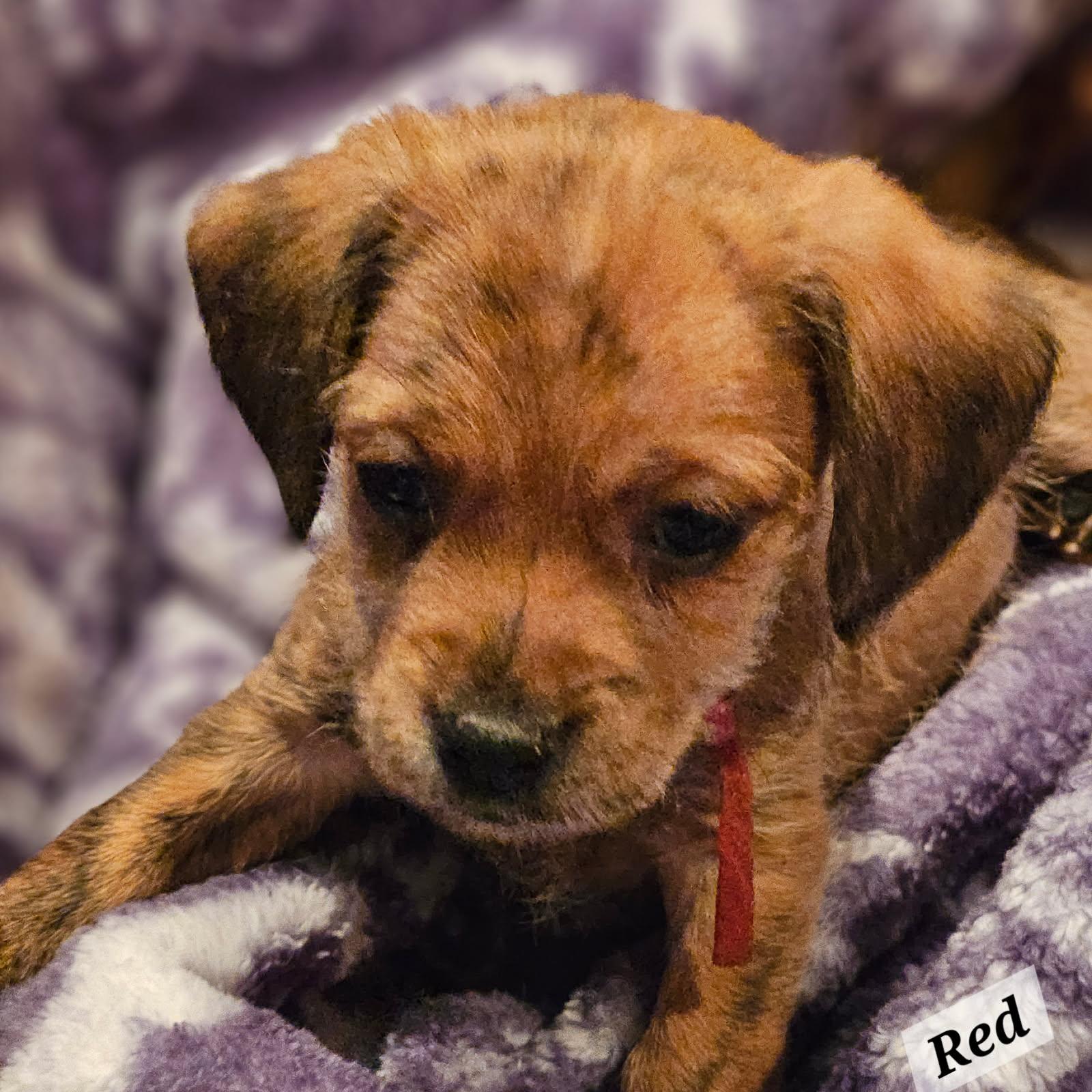 Enlarge Red, a Adoptable mixed breed in clayton , CA image 2/4