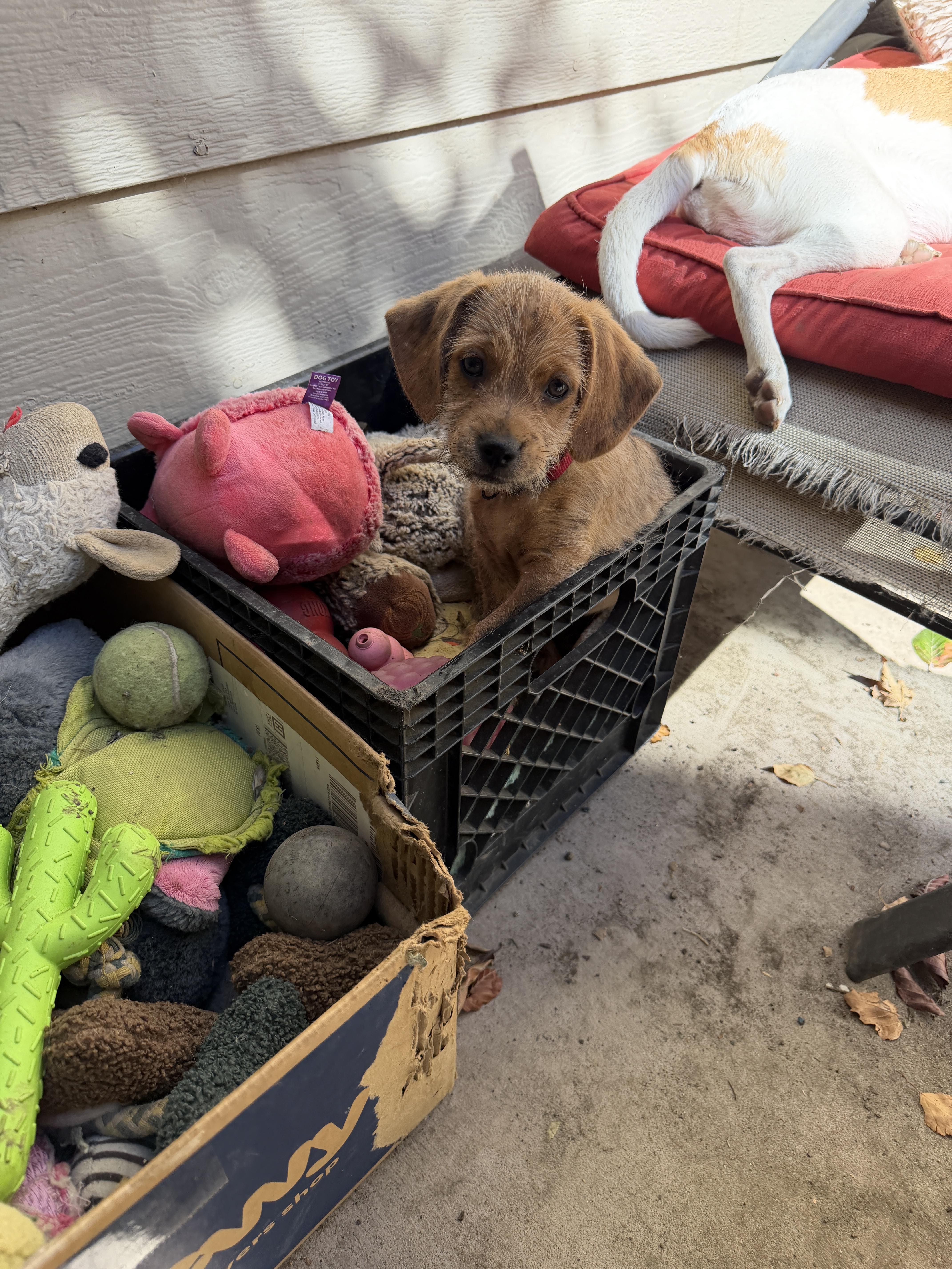Enlarge Red, a Adoptable mixed breed in clayton , CA image 3/4