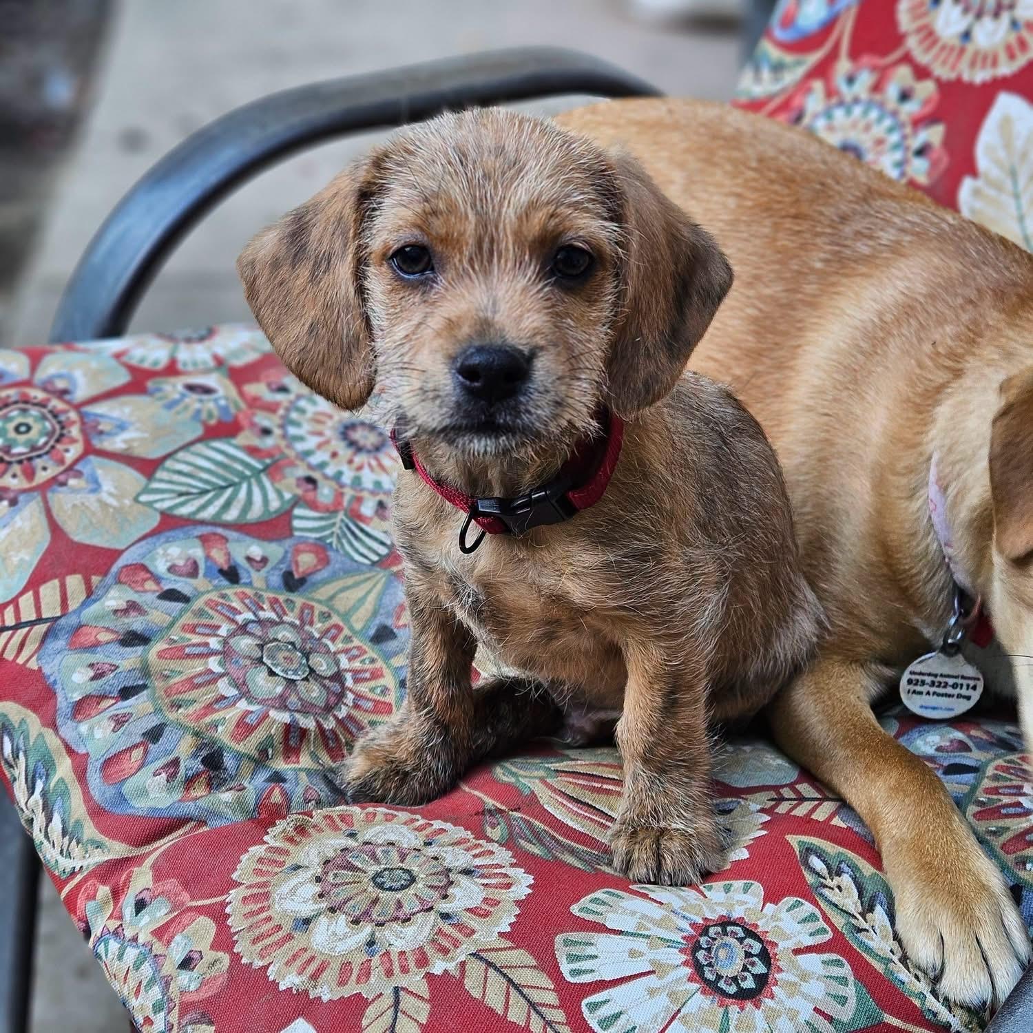 Red, Adoptable, Puppy Male Beagle.