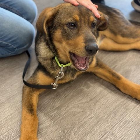 Enlarge Roo, a ADOPTABLE mixed breed in CHURCHVILLE, NY image 3/6
