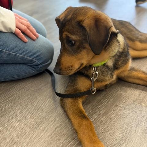 Enlarge Roo, a ADOPTABLE mixed breed in CHURCHVILLE, NY image 5/6
