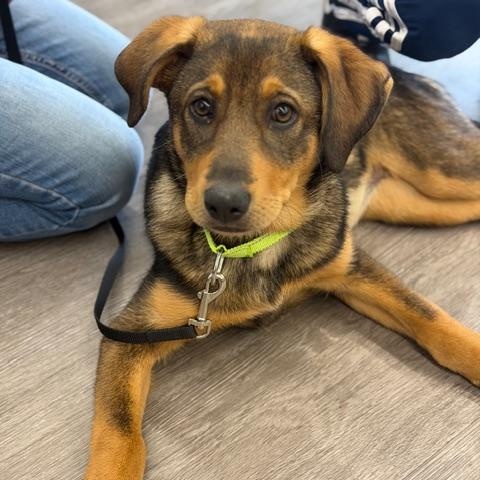 Enlarge Roo, a ADOPTABLE mixed breed in CHURCHVILLE, NY image 1/6