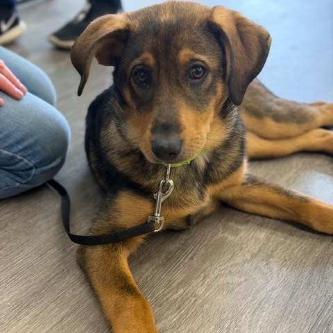 Enlarge Roo, a ADOPTABLE mixed breed in CHURCHVILLE, NY image 6/6