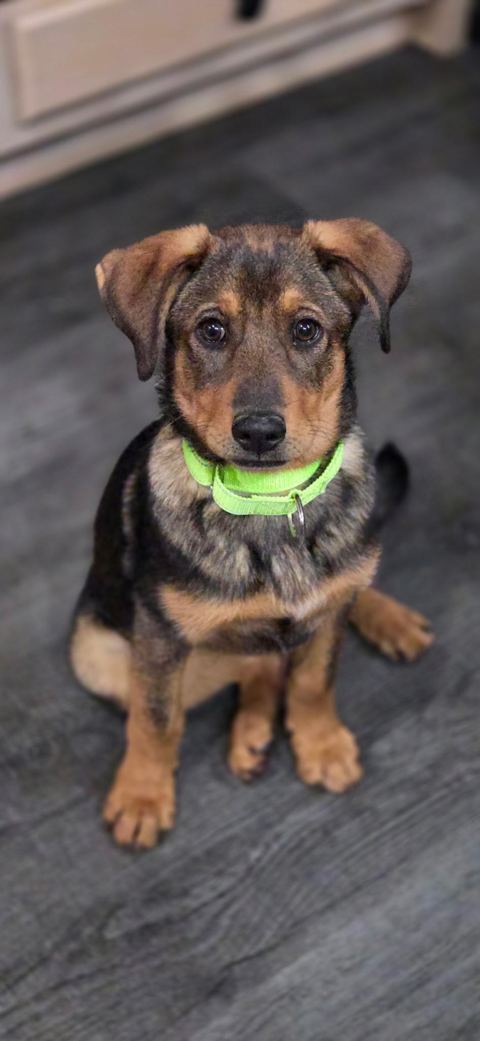 Roo, ADOPTABLE, Puppy Female Shepherd.