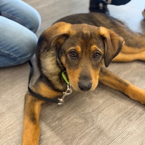 Enlarge Roo, a ADOPTABLE mixed breed in CHURCHVILLE, NY image 2/6