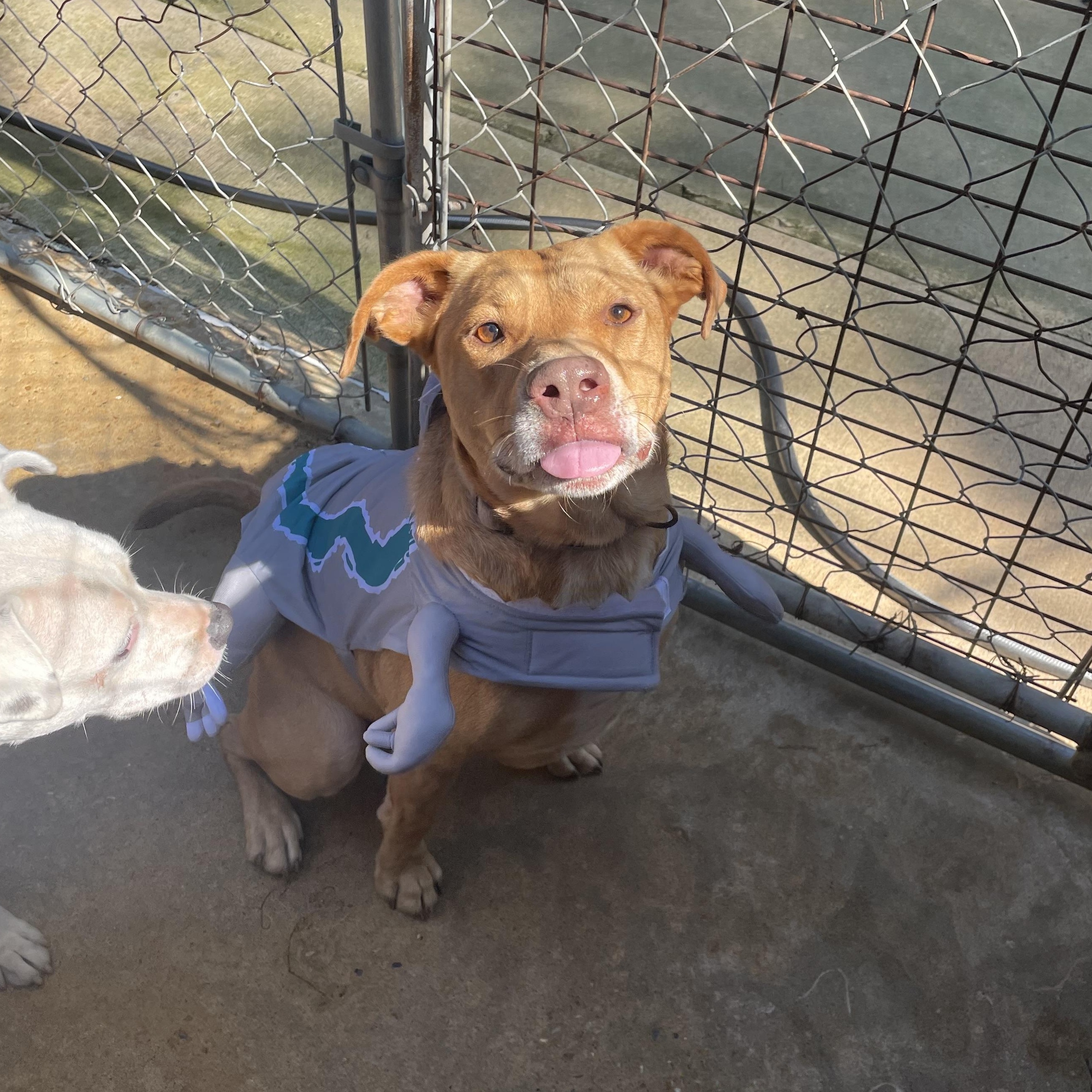 Enlarge Bart, an adopted mixed breed in Ruston, LA image 4/4