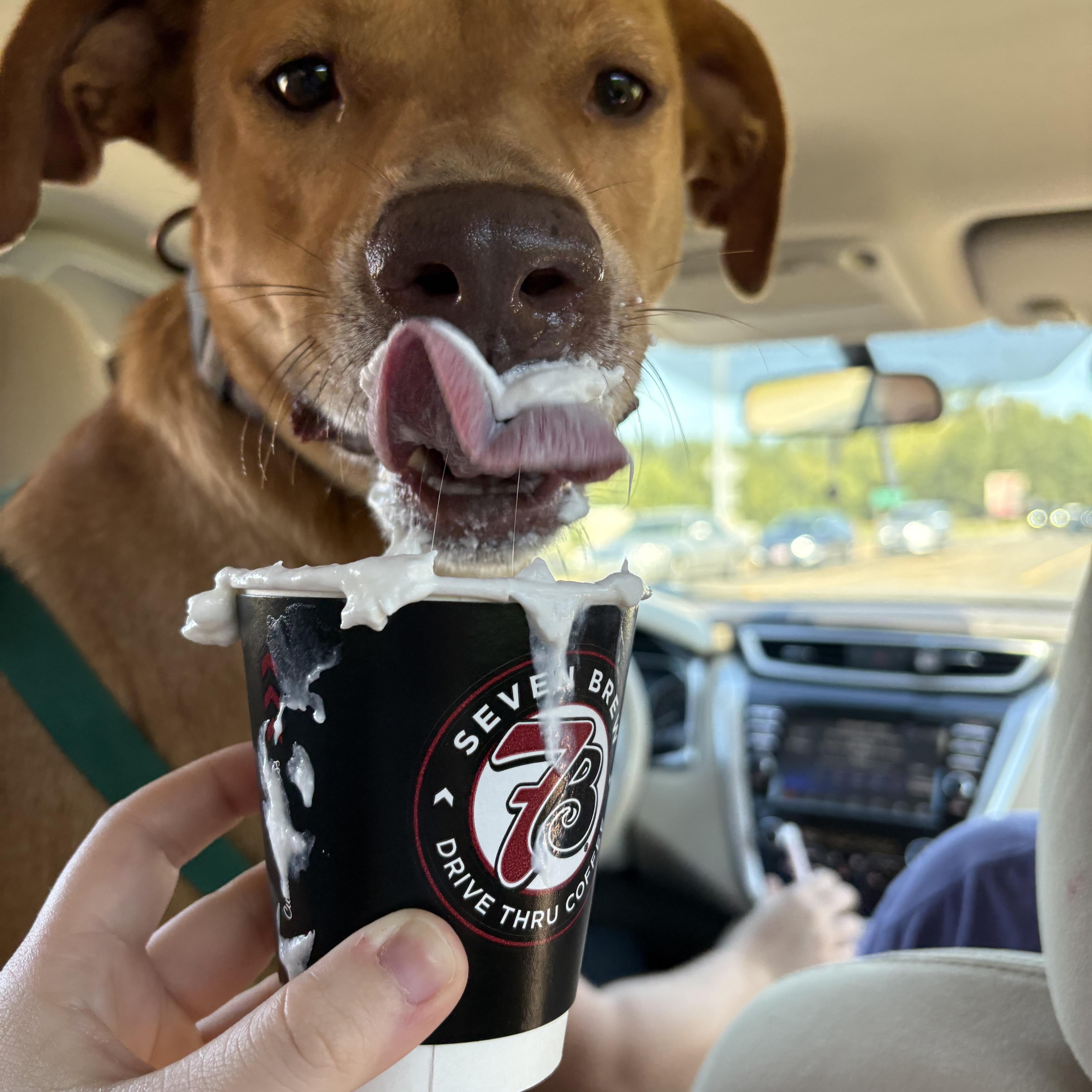 Enlarge Bart, an adopted mixed breed in Ruston, LA image 2/4