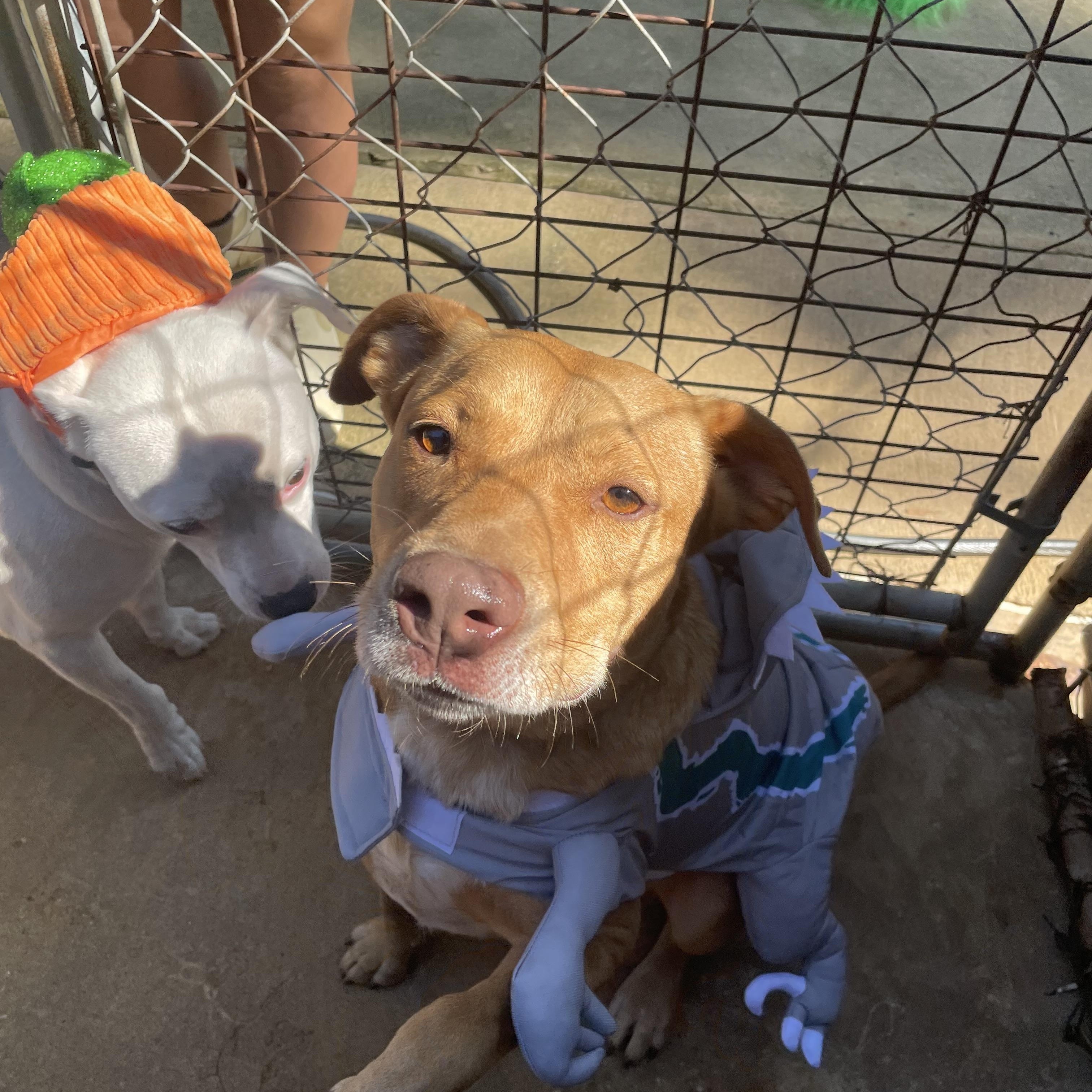 Bart, adopted, Adult Male Labrador Retriever.