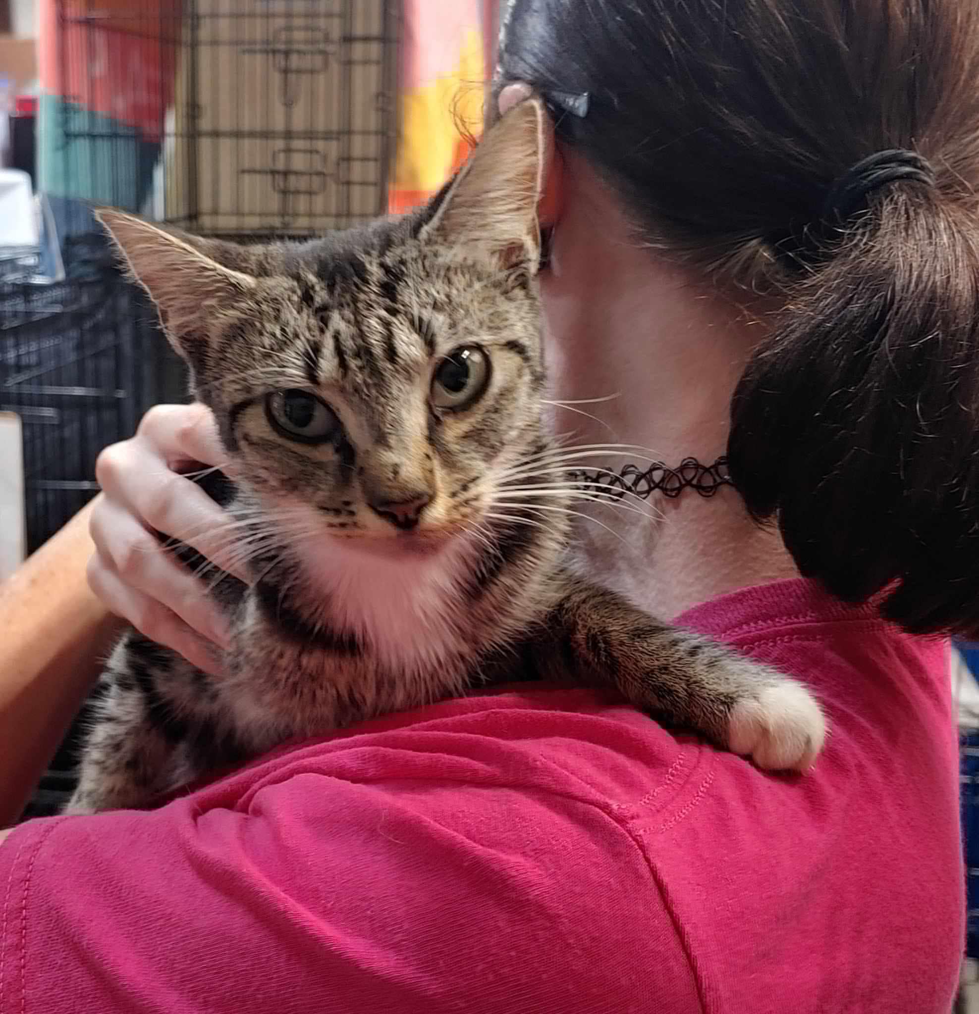 Enlarge Huddle, a Adoptable Domestic Short Hair in Centerville, GA image 2/3