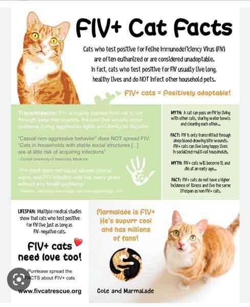 Enlarge Huddle, a Adoptable Domestic Short Hair in Centerville, GA image 3/3