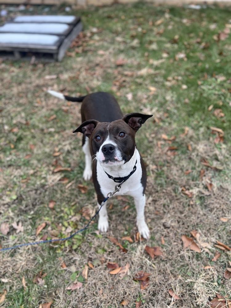 Buffy, Adoptable, Adult Female Pit Bull Terrier & Mixed Breed.