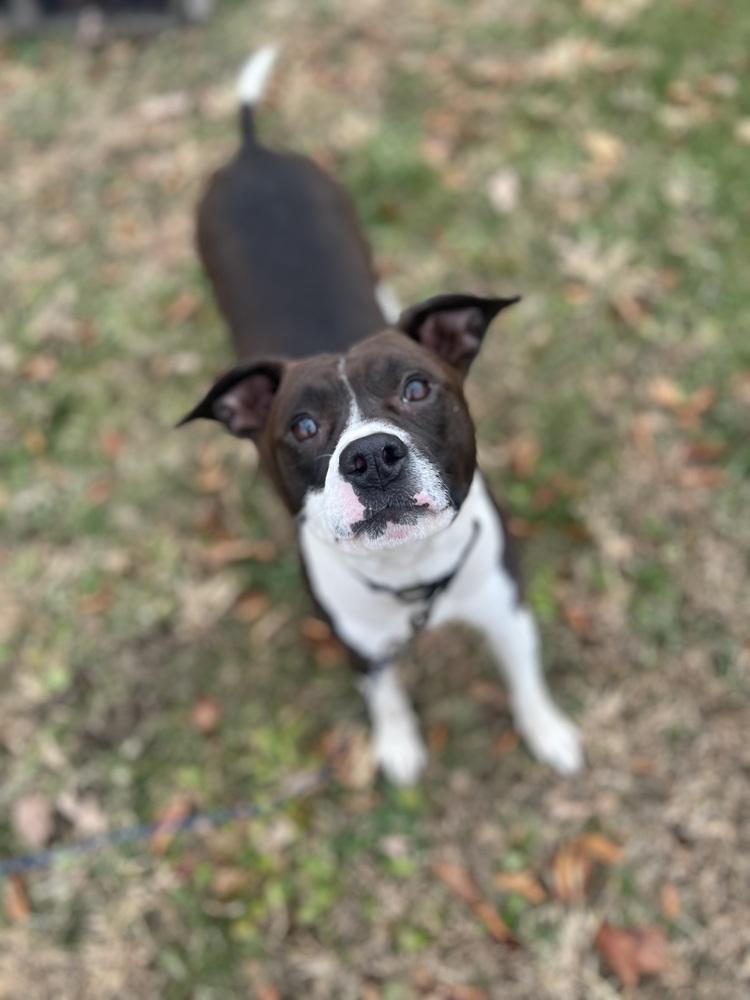 Buffy, Adoptable, Adult Female Pit Bull Terrier & Mixed Breed.
