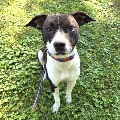 Buffy, Adoptable, Adult Female Pit Bull Terrier & Mixed Breed.