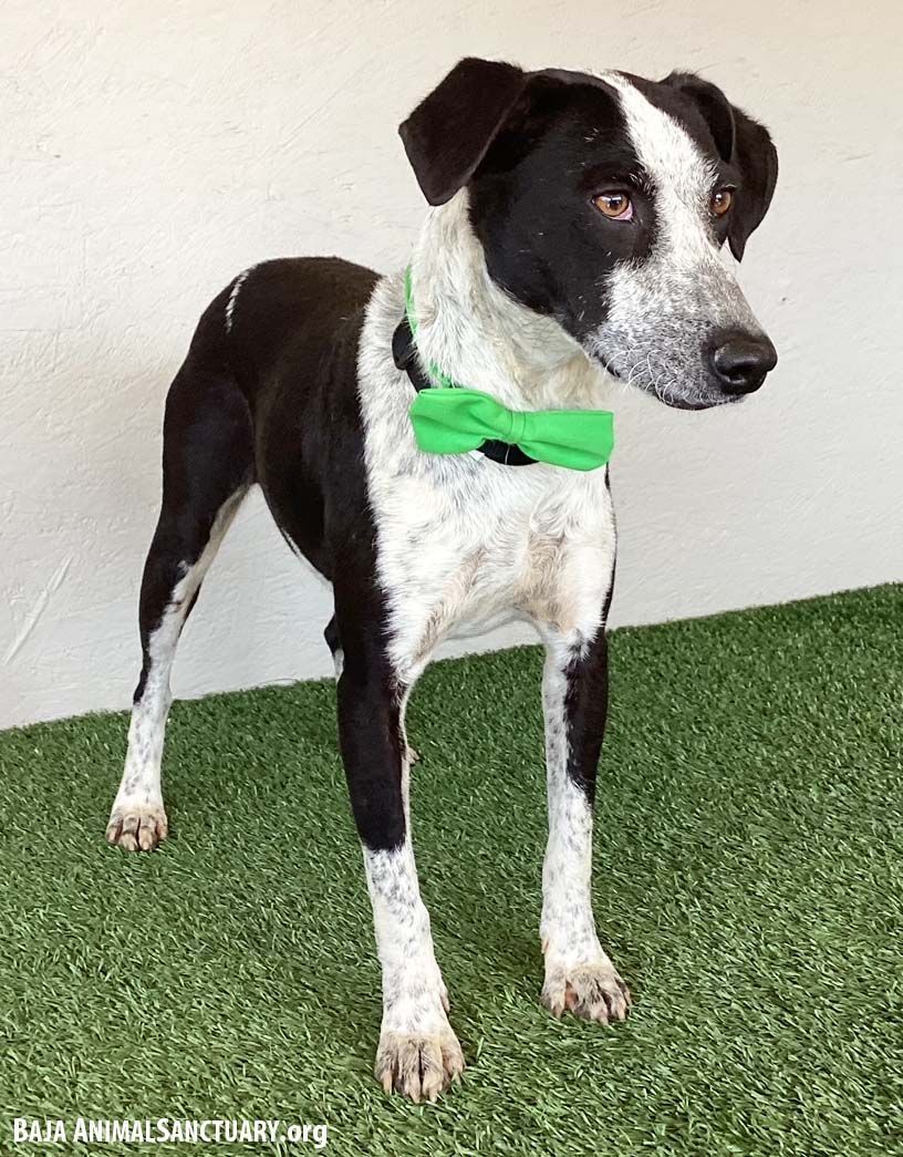 Cindy, a Adoptable mixed breed in San Diego, CA image 6/7