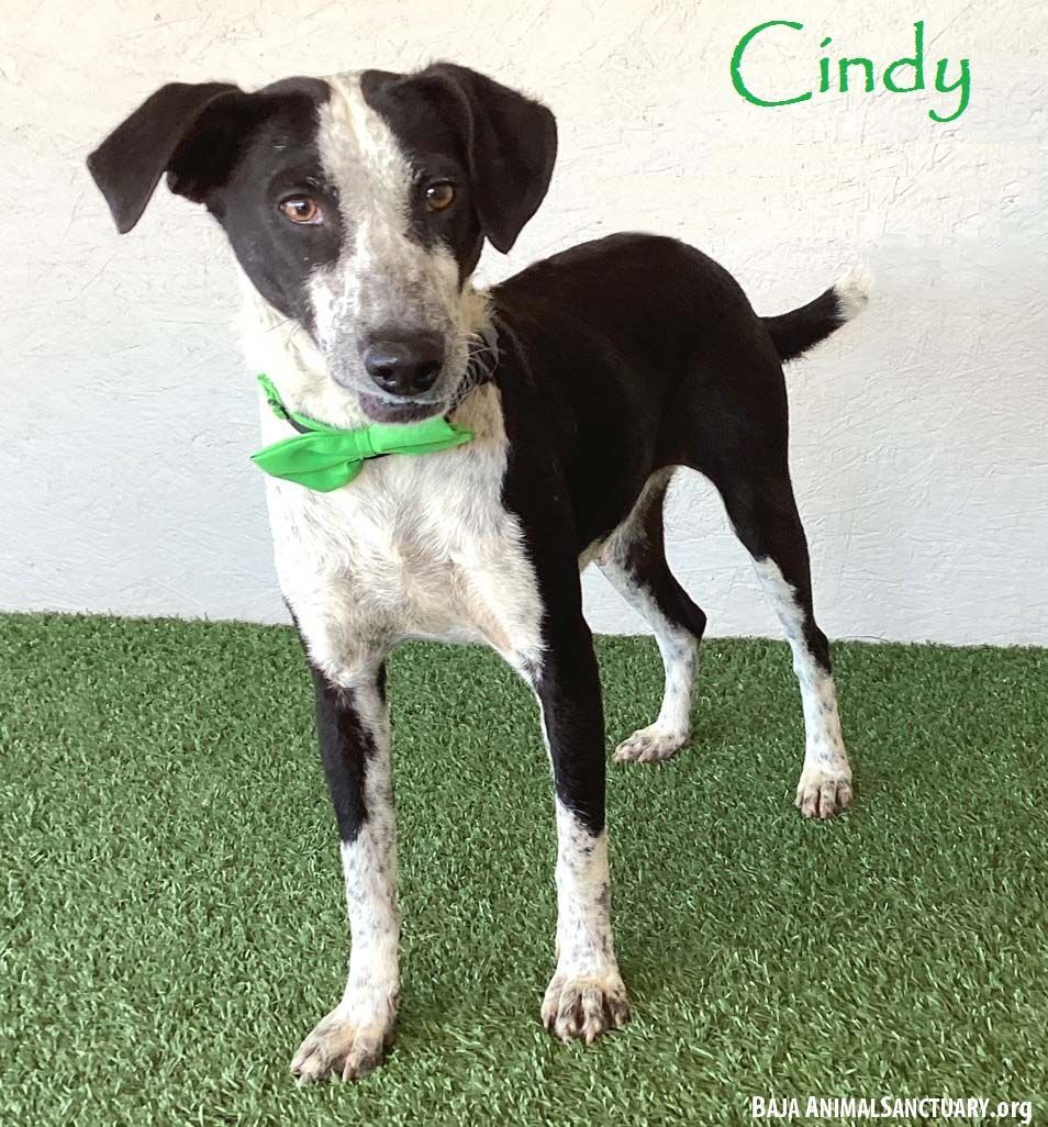 Cindy, a Adoptable mixed breed in San Diego, CA image 1/7