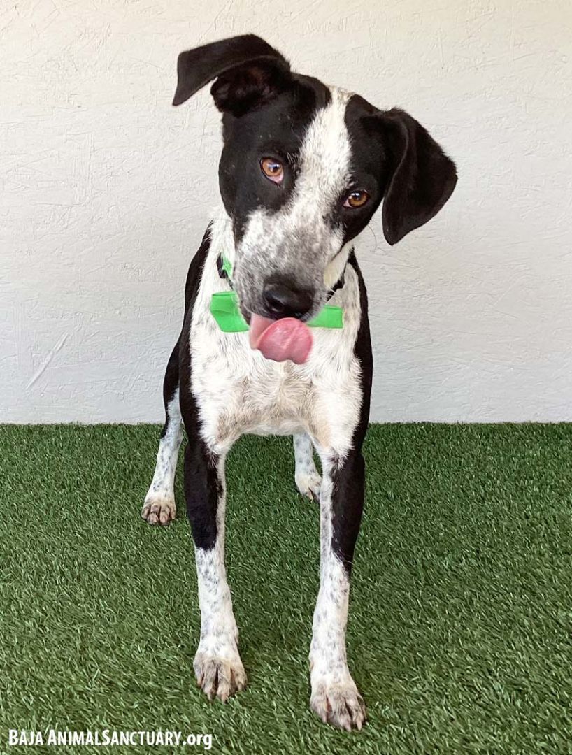 Enlarge Cindy, a Adoptable mixed breed in San Diego, CA image 7/7