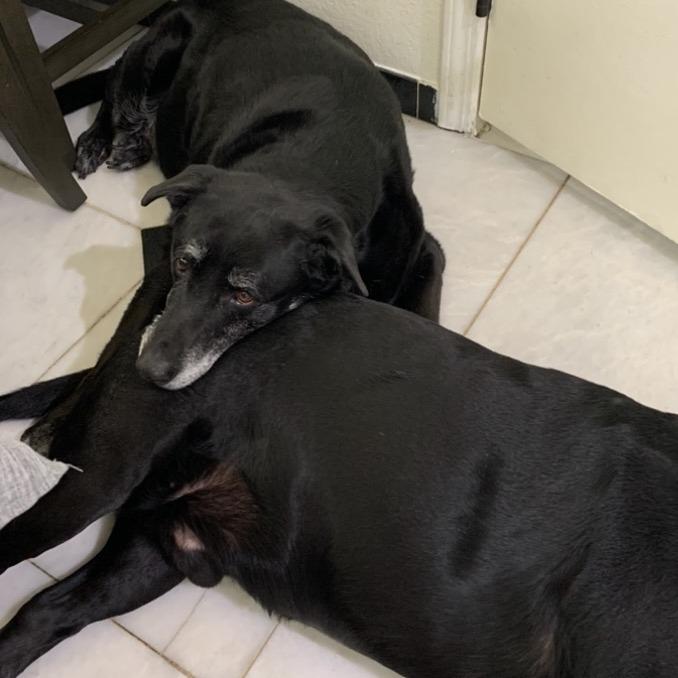 Starsky, a Adoptable Black Labrador Retriever in Pahrump, NV image 1/2