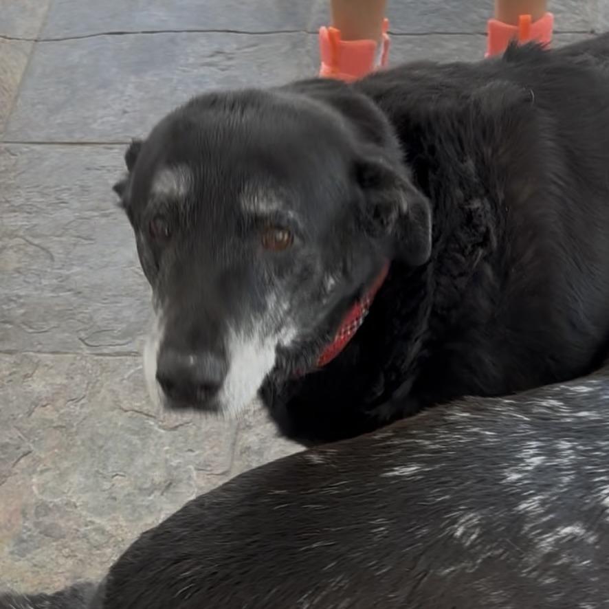 Starsky, a Adoptable Black Labrador Retriever in Pahrump, NV image 2/2
