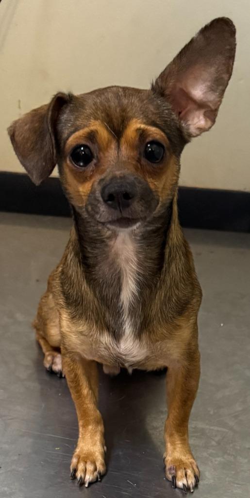 Enlarge Mouse, a Adoptable Mixed Breed in Ocala, FL image 1/1