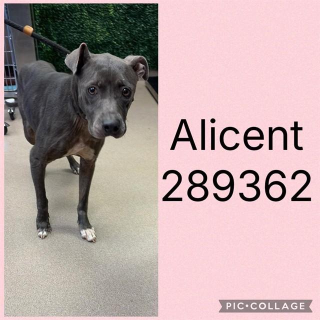 ALICENT, Adoptable, Adult Female Pit Bull Terrier & Mixed Breed.