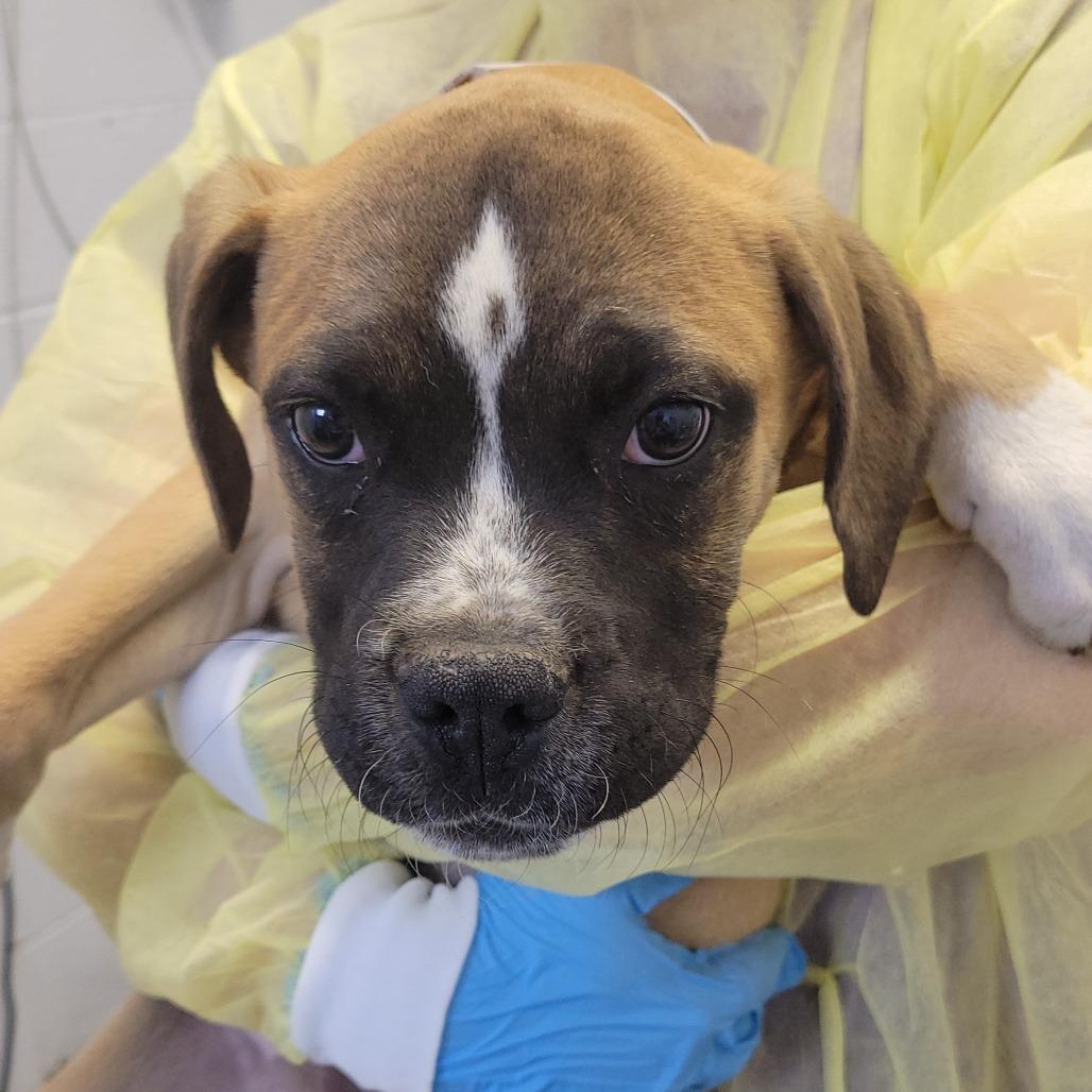 Enlarge Radahn, a Adoptable mixed breed in Hattiesburg, MS image 1/3