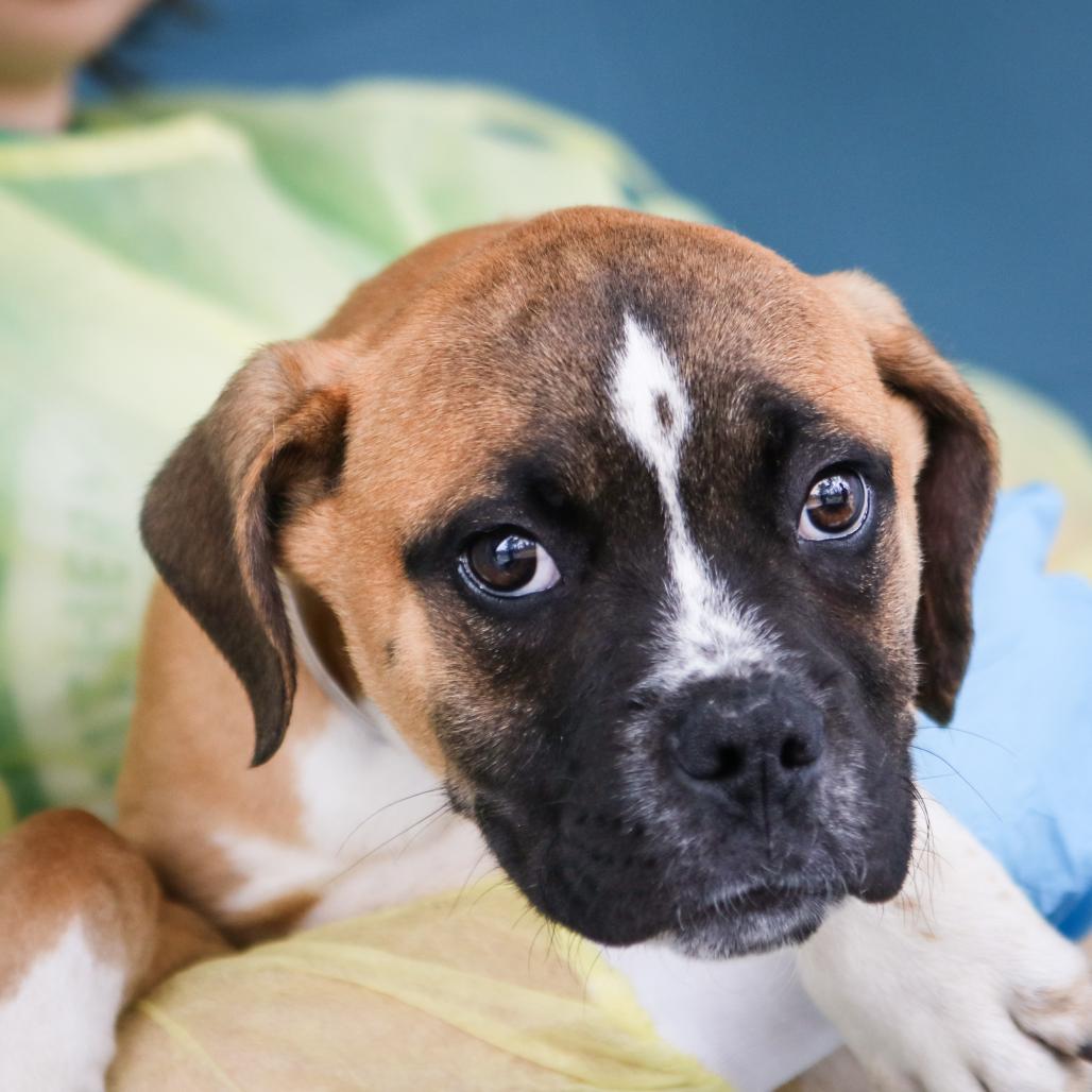 Enlarge Radahn, a Adoptable mixed breed in Hattiesburg, MS image 2/3