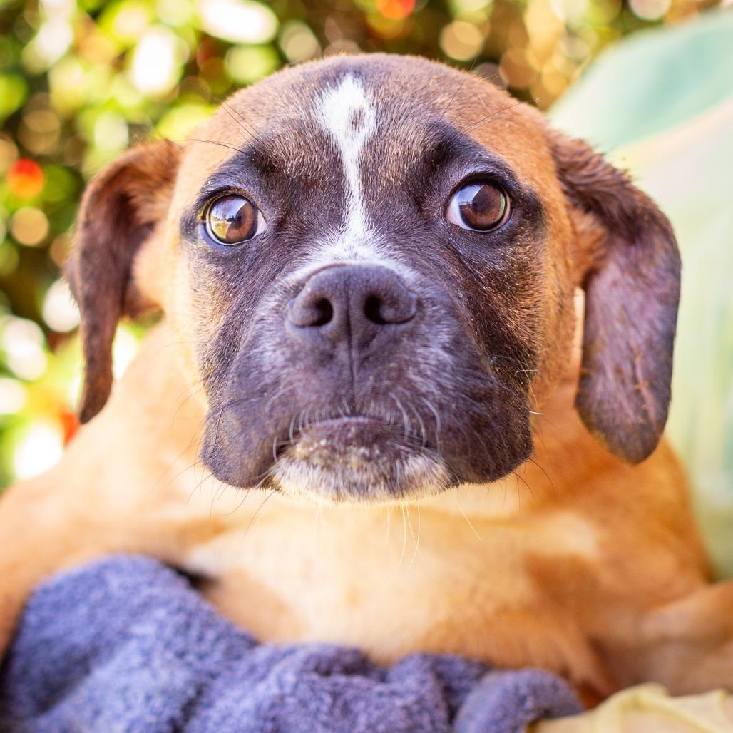 Enlarge Radahn, a Adoptable mixed breed in Hattiesburg, MS image 3/3