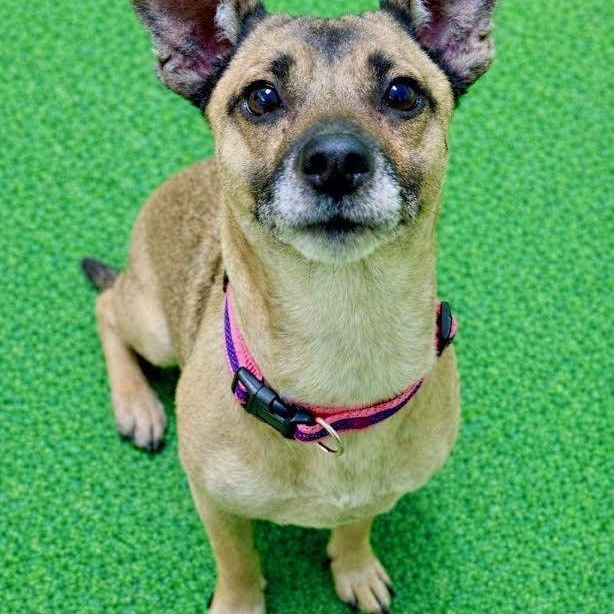 Bella, adopted, Adult Female Terrier.