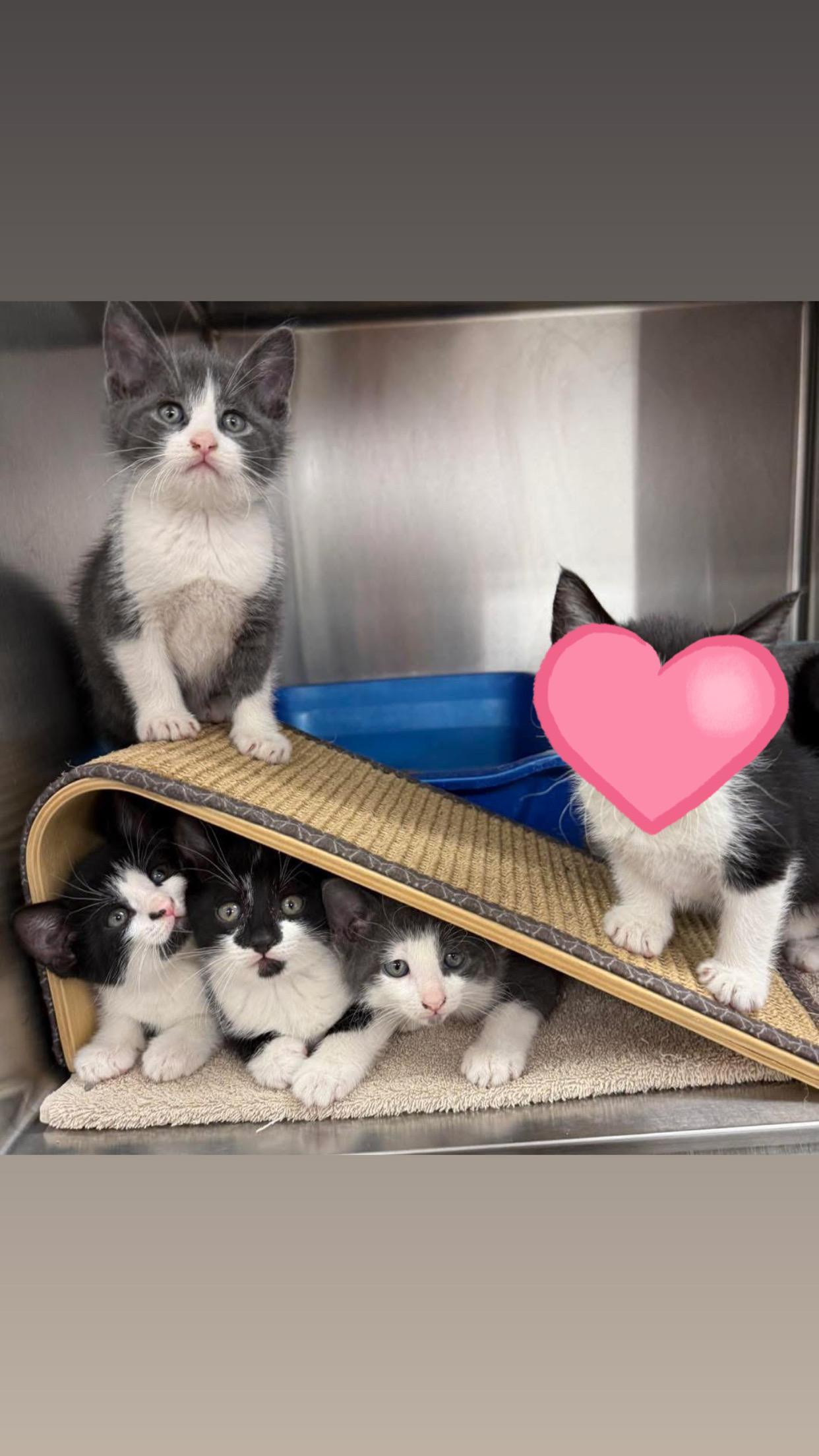 4 male kittens, ADOPTABLE, Kitten Male Domestic Short Hair.