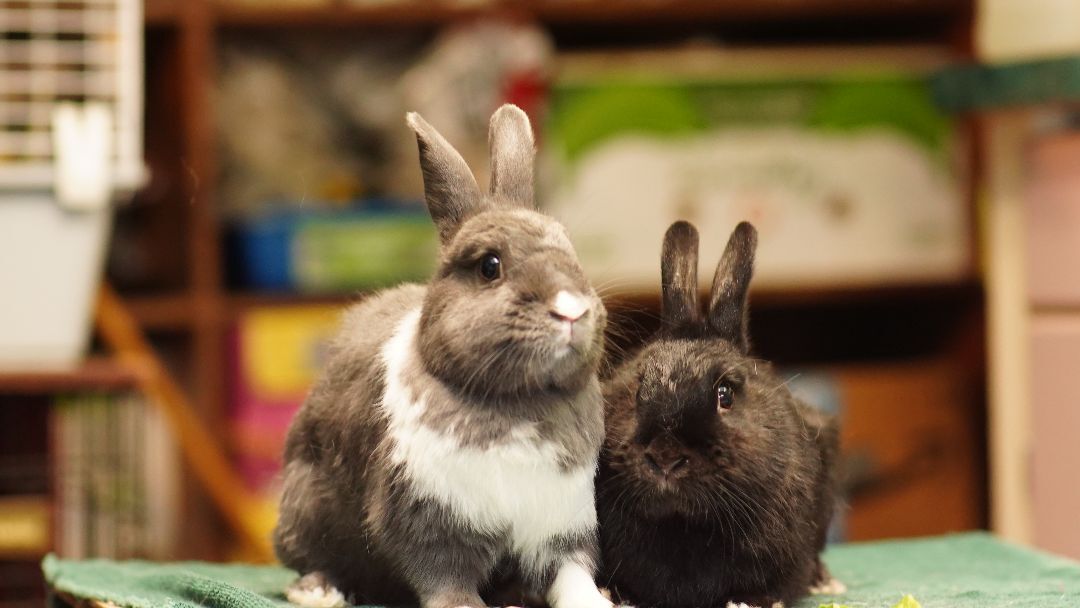 Roger and Jojo, a Adoptable Bunny Rabbit in Vancouver, BC image 1/3