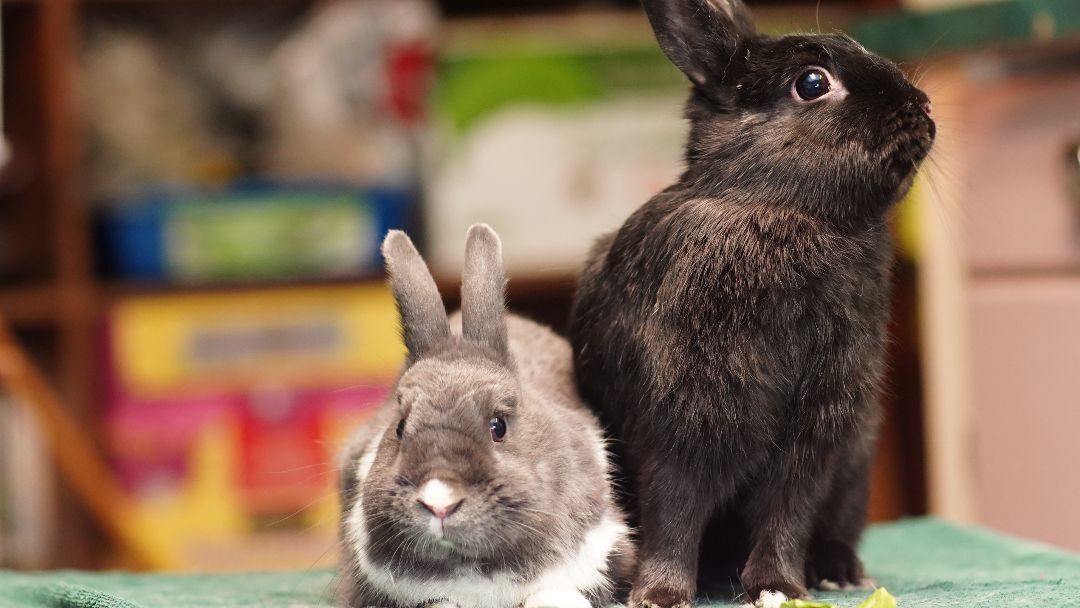 Roger and Jojo, a Adoptable Bunny Rabbit in Vancouver, BC image 2/3