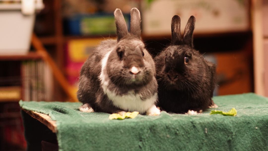 Roger and Jojo, a Adoptable Bunny Rabbit in Vancouver, BC image 3/3